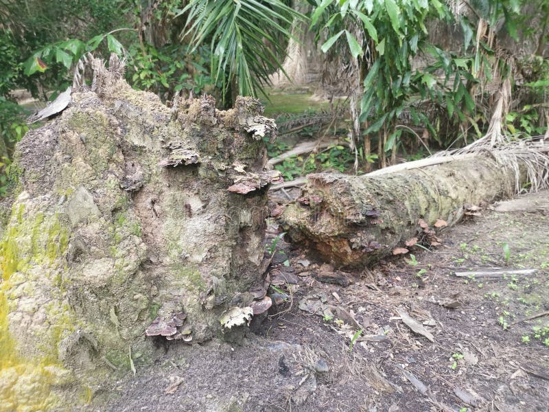 The fallen decompose tree trunk on the ground stock image