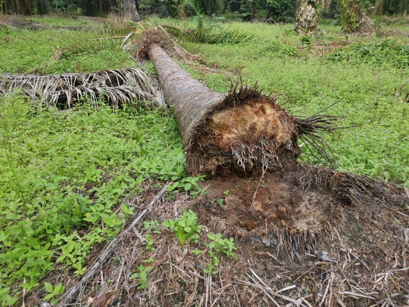 The fallen decompose tree trunk on the ground royalty free stock photos