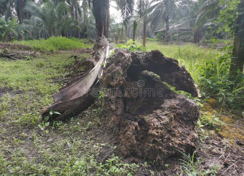 The fallen decompose tree trunk on the ground stock photos