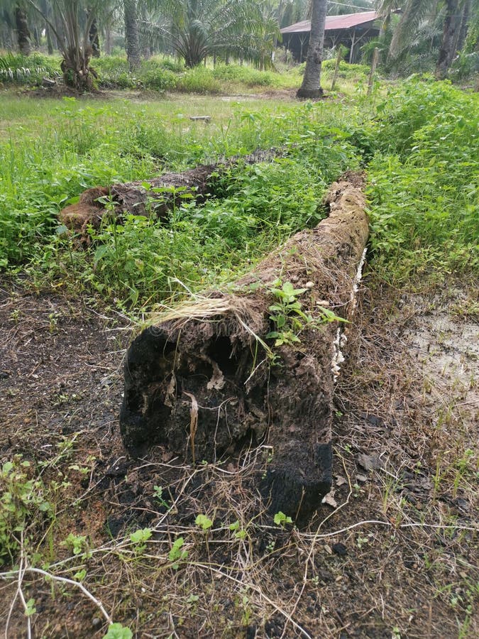 The fallen decompose tree trunk on the ground stock image