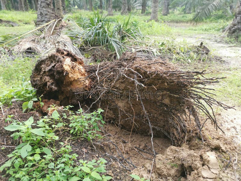 The fallen decompose tree trunk on the ground stock photos