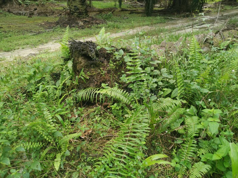 The fallen decompose tree trunk on the ground stock photography