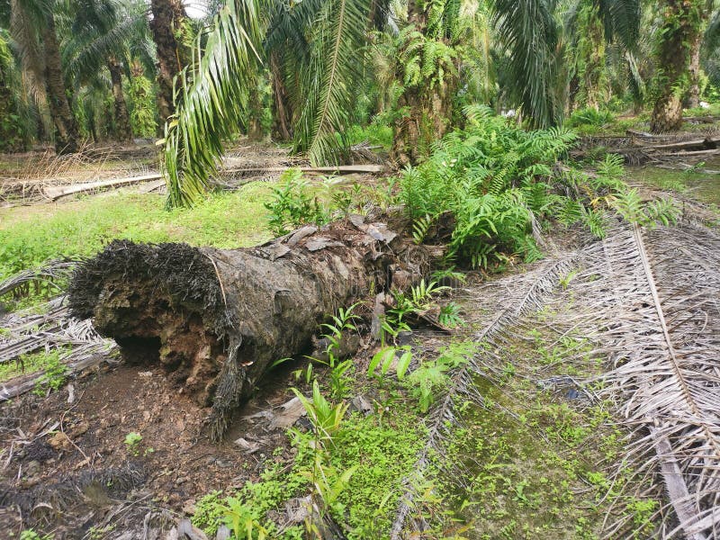 The fallen decompose tree trunk on the ground stock photography