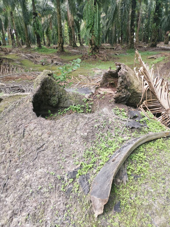 The fallen decompose tree trunk on the ground stock image