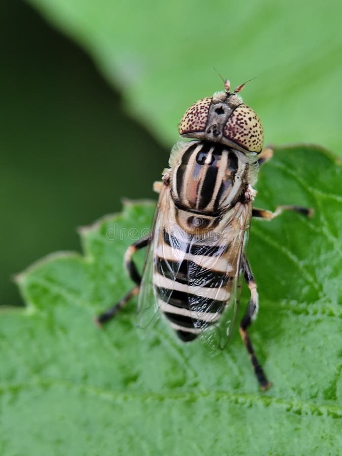 This image features a hoverfly, likely Eristalinus aeneus stock photo