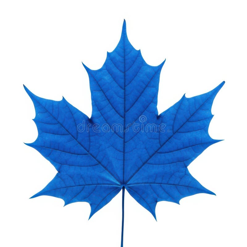 Blue maple leaf isolated on white background vector illustration