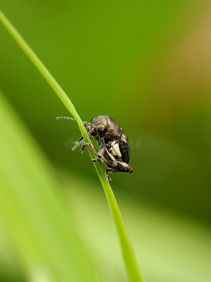 This image features a small beetle, potentially an Anthribidae & x28;fungus weevil& x29; or a related weevil species royalty free stock image