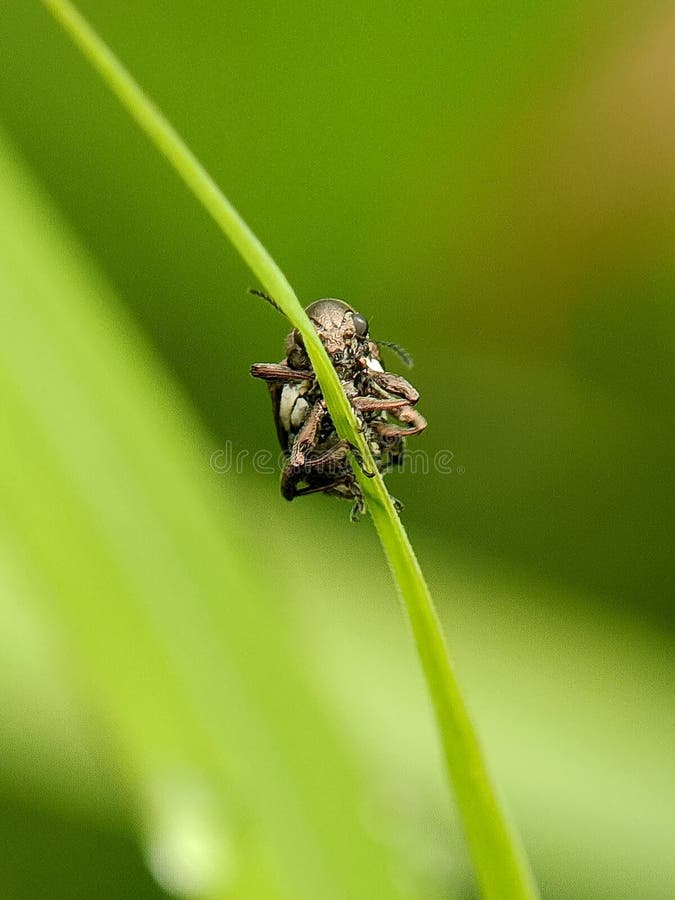 This image features a small beetle, potentially an Anthribidae & x28;fungus weevil& x29; or a related weevil species royalty free stock photo