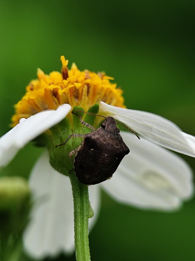 This image features a stink bug, potentially Eysarcoris guttiger & x28;rice stink bug& x29 royalty free stock photography