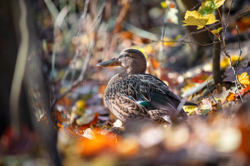 Mallard Duck.