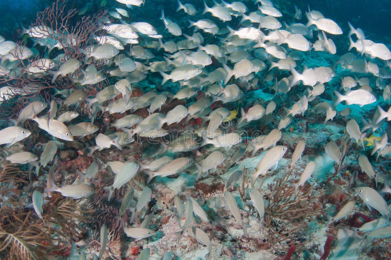 Image of Fish on a Reef in South Florida. Stock Image Image of ocean
