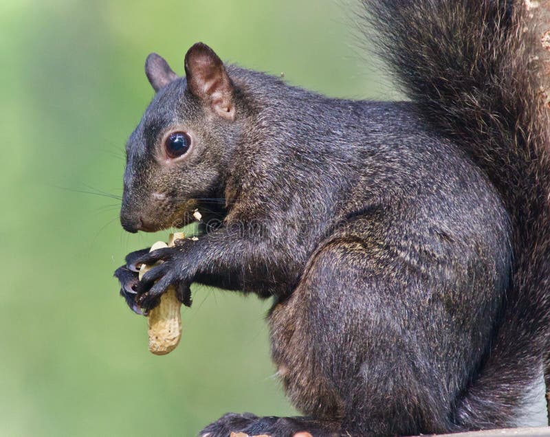 Picture with a Funny Black Squirrel Eating Nuts Stock Image Image of