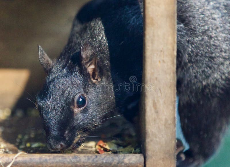 Picture with a Funny Squirrel Eating Nuts Stock Photo Image of