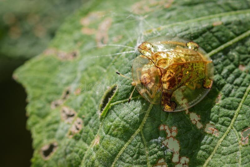 Image of Golden Tortoise Beetle on a green leaf.