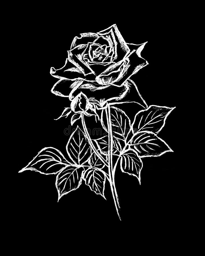 Image Graphique D'une Rose Blanche Sur Fond Noir Illustration Stock -  Illustration du noir, étoile: 225326540