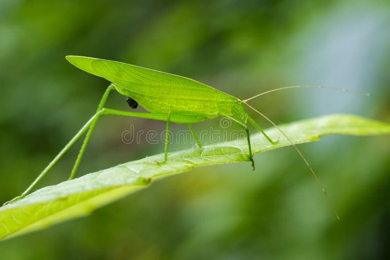 Image of a green grasshoppers on green leaves. Insect