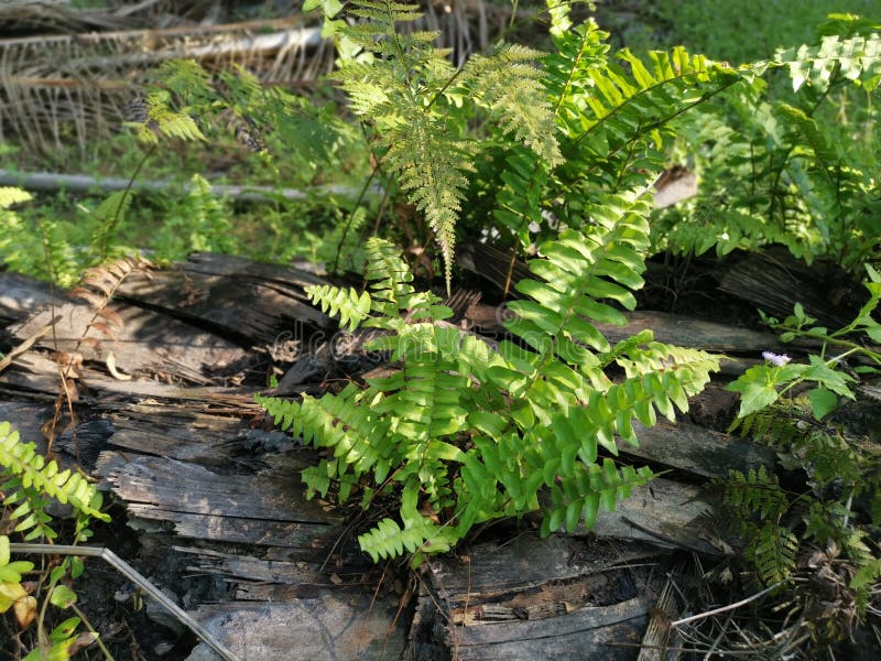Green Leafy Brittle Bladder Fern Stock Photo Image of green, bunch