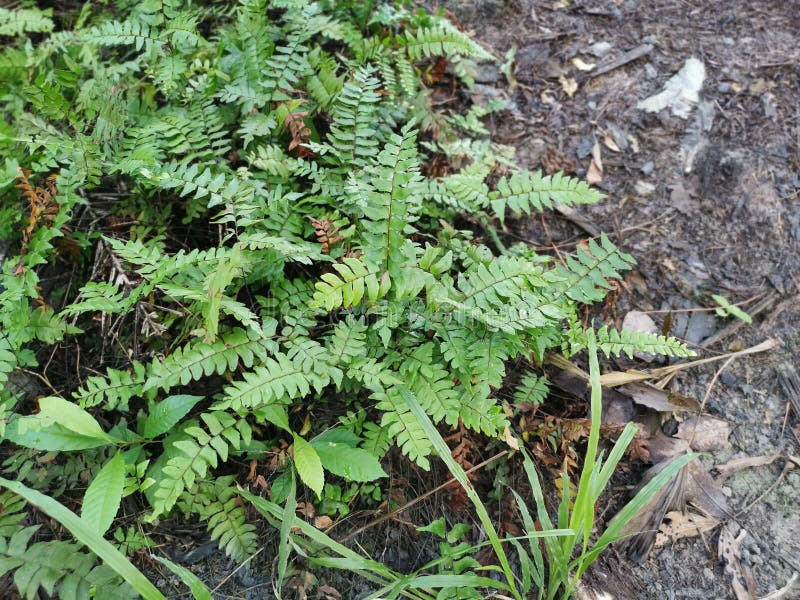 Green Leafy Brittle Bladder Fern Stock Image Image of male, bush 212639253