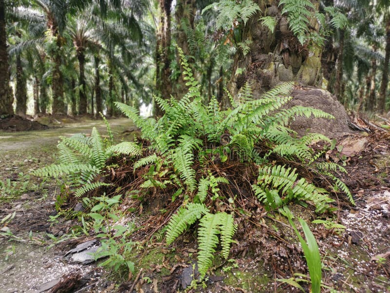 Green Leafy Brittle Bladder Fern Stock Photo Image of brittle, bracken 212639362