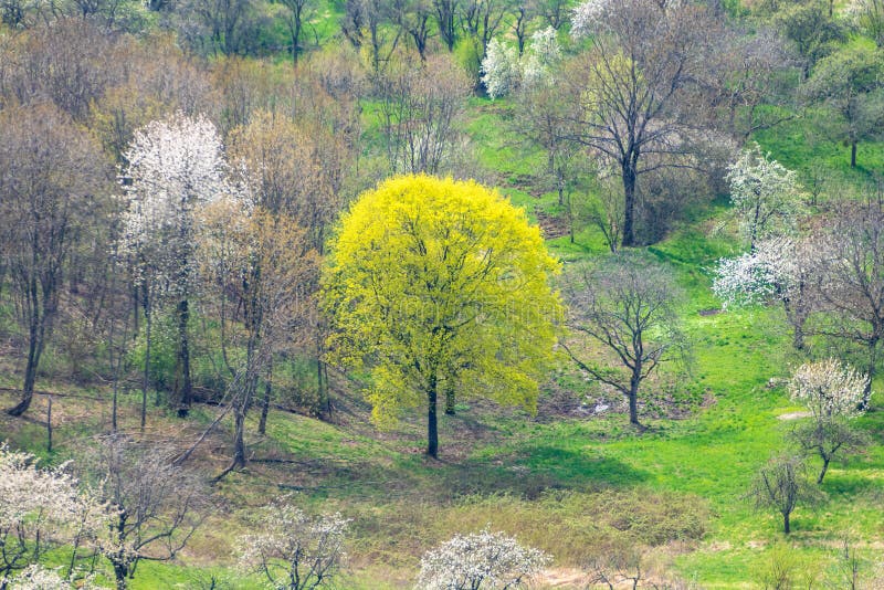 Green meadow with blossoming trees royalty free stock images