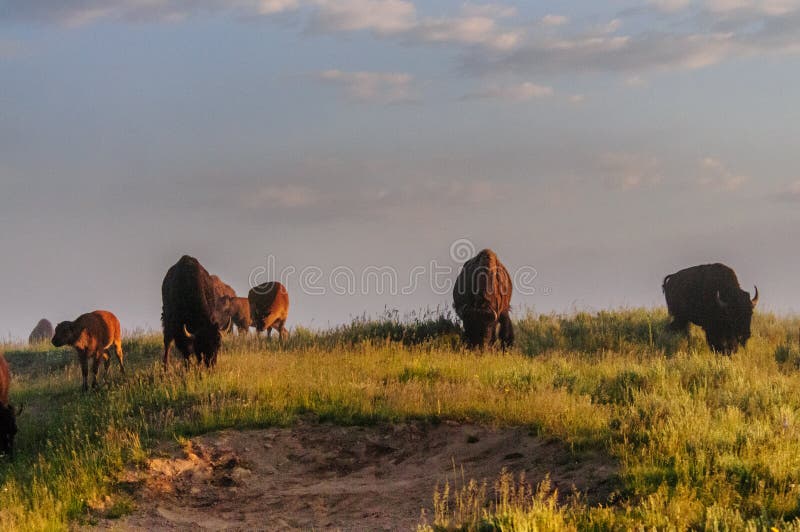 Bisons at Dawn stock photos