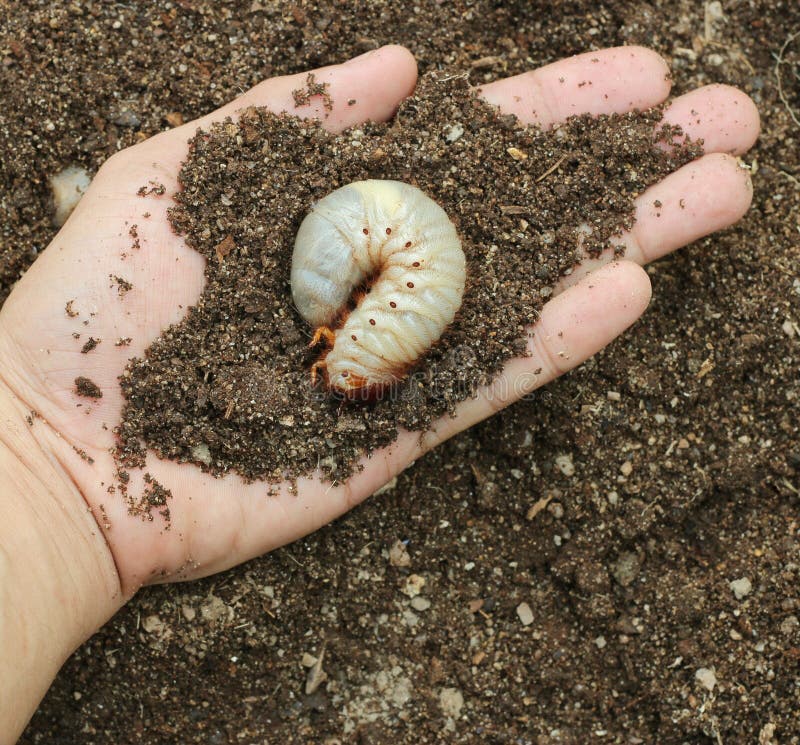 Image of grub worms stock image. Image of grub, garden 51189933