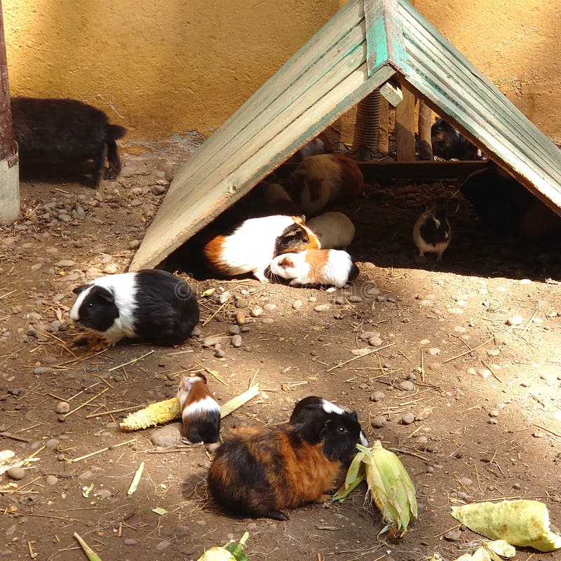 Image of Guinea Pigs and Hamsters Stock Image Image of lunch