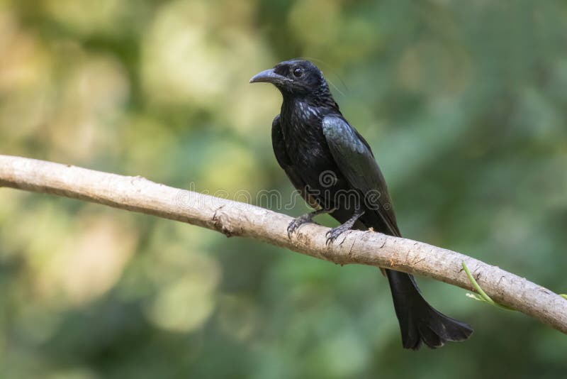 Hair Crested Drongo Stock Photos - Free & Royalty-Free Stock Photos from Dreamstime Hair Crested Drongo Stock Photos - Free & Royalty-Free Stock Photos from Dreamstime