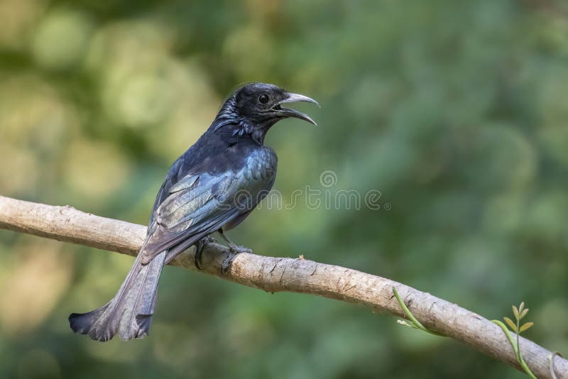 Hair Crested Drongo Stock Photos - Free & Royalty-Free Stock Photos from Dreamstime Hair Crested Drongo Stock Photos - Free & Royalty-Free Stock Photos from Dreamstime