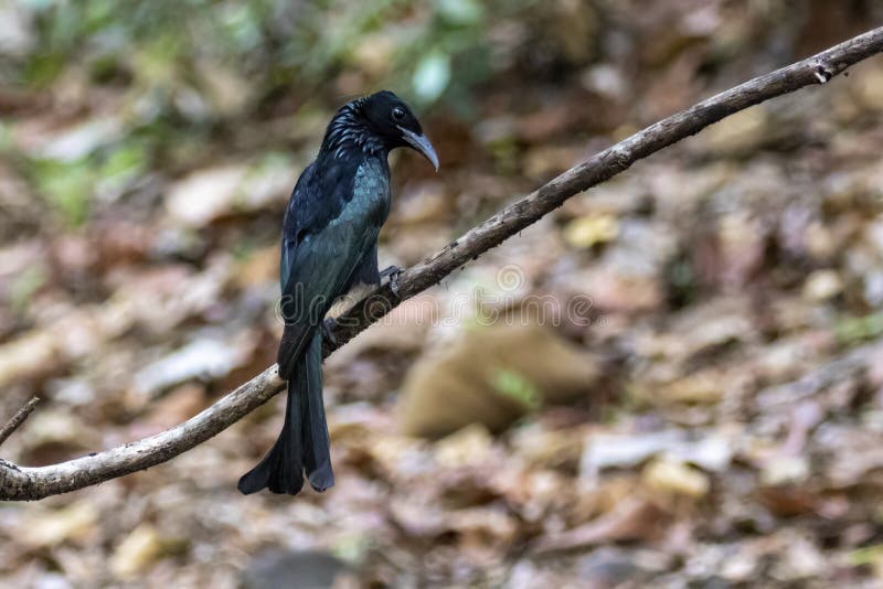 Hair Crested Drongo Stock Photos - Free & Royalty-Free Stock Photos from  Dreamstime