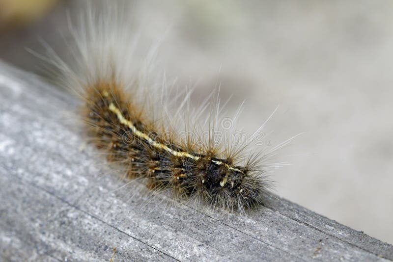 Image of Hairy Caterpillar Eupterote Testacea Stock Photo Image of