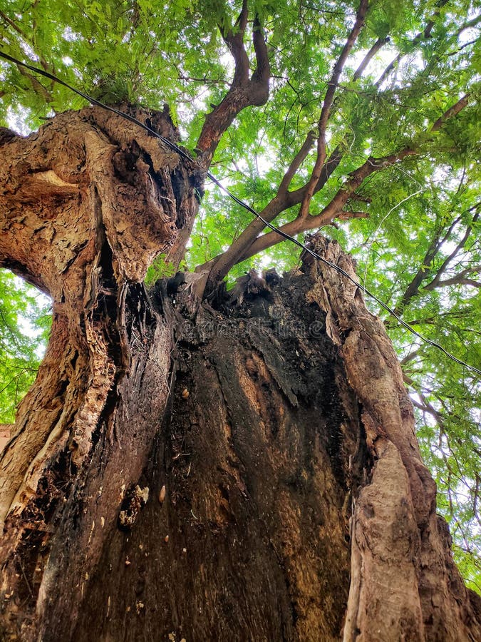 A Hollow Stem of a Big Plant with Branches on Upper Part. Stock Image Image of grown, upper