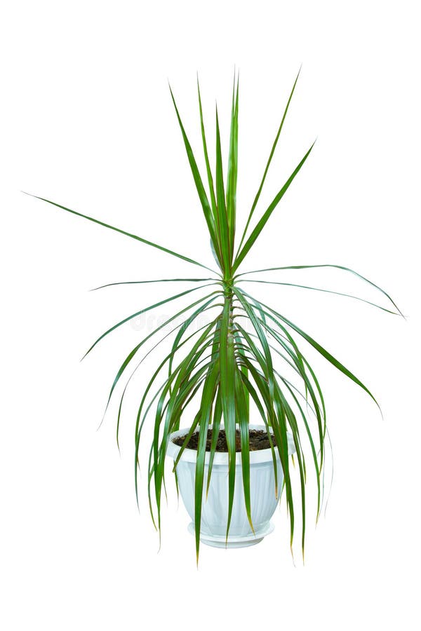 Image houseplant dracaena palm in a pot royalty free stock images