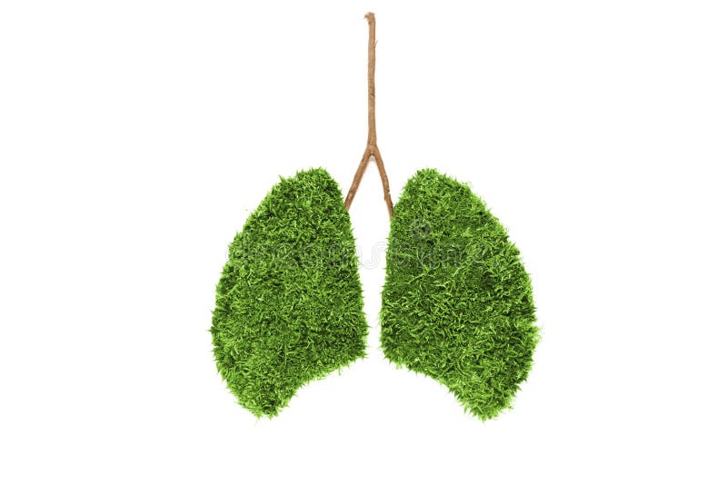 Image of Human Lungs from Green Moss. Isolated on White Stock Image Image of environment