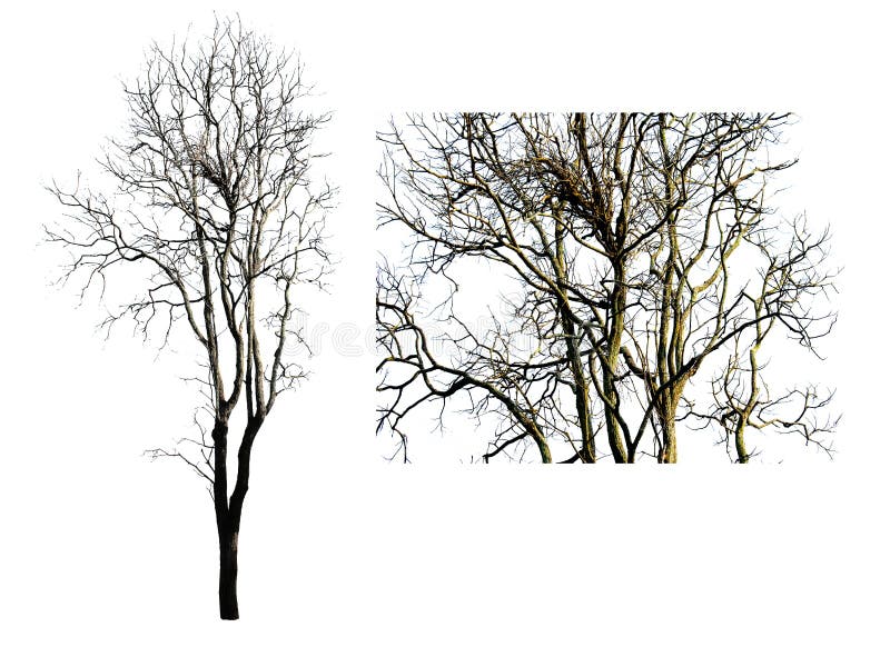 This image is isolated of trees on the white background. it from thailand. so beautiful color. Season stock photo image stock images, royalty-free photos and pictures