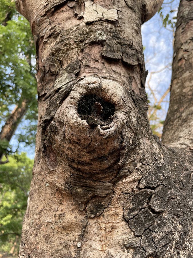 Image of Knot Defect in Tree Stock Image Image of texture, bark