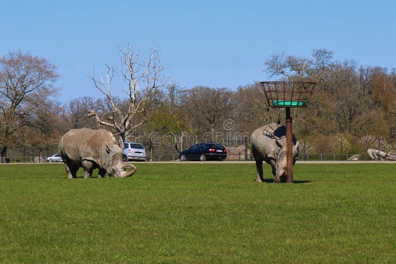 Image Of Knuthenborg Safari Park In Maribo, Denmark. Stock Photo - Image of grass, wildlife