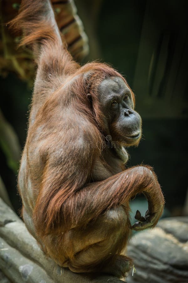 Large Red Orangutan  With Round Face Stock Photo Image of 