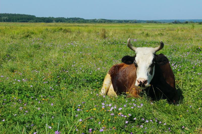 Коров луг сколько. Коровы на цветущем лугу. Русское поле с коровами. Корова лежит в поле. Якутская корова на лугу.