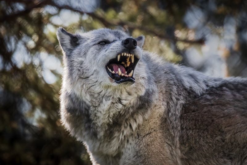 Portrait of a furious gray wolf. Angry wolf roaring isolated on