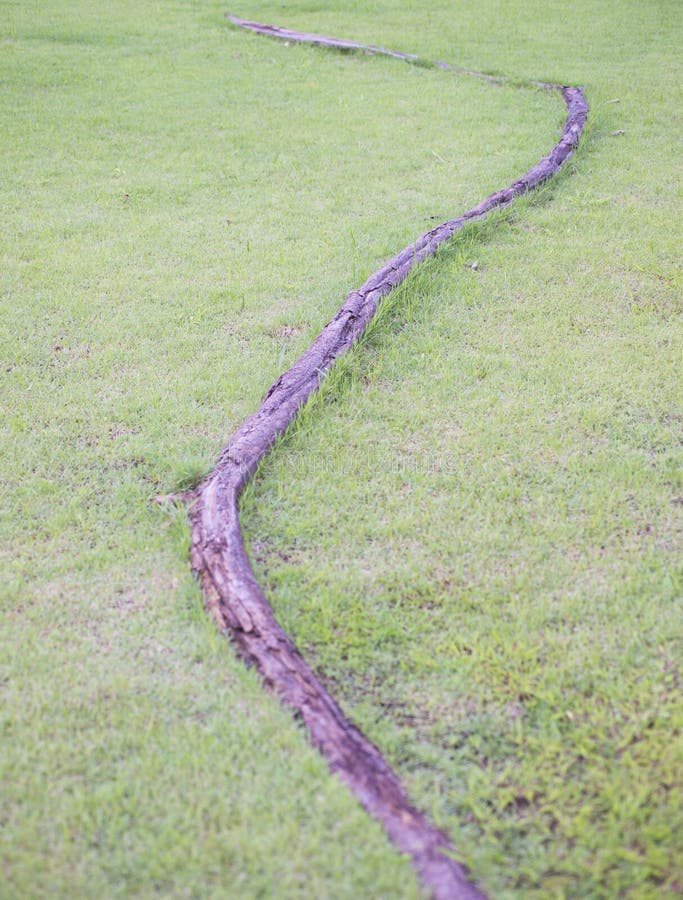 Image of large tree roots on green grass stock photography