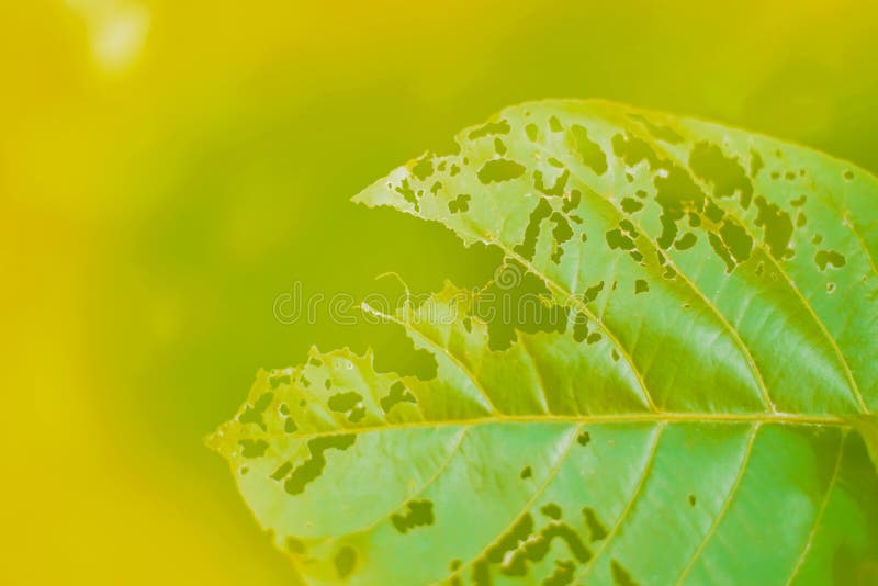 Image of The leaf surface is eaten by insects royalty free stock images