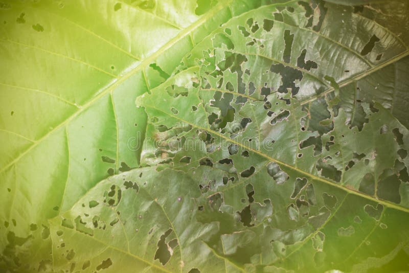Image of The leaf surface is eaten by insects stock photos