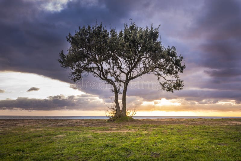 Image of a lone tree against a beach and a dramatic sky during sunset. . . Amazing Greece. Season stock photo image stock images, royalty-free photos and pictures