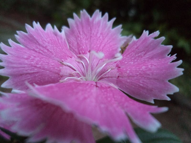 This image is natural Dianthus Flower of Sri Lanka. This is a pink colour Dianthus Flower.