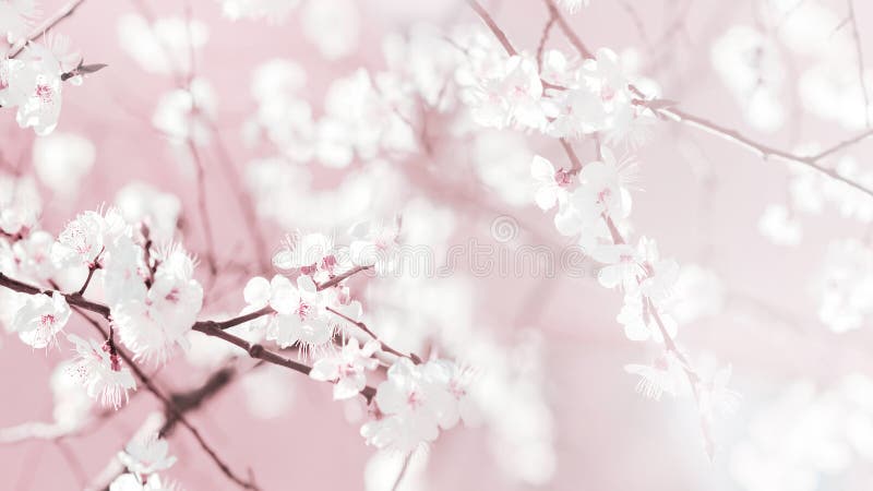 Image naturelle du ressort. jolies fleurs de cerises fraîches dans le jardin. photo stock