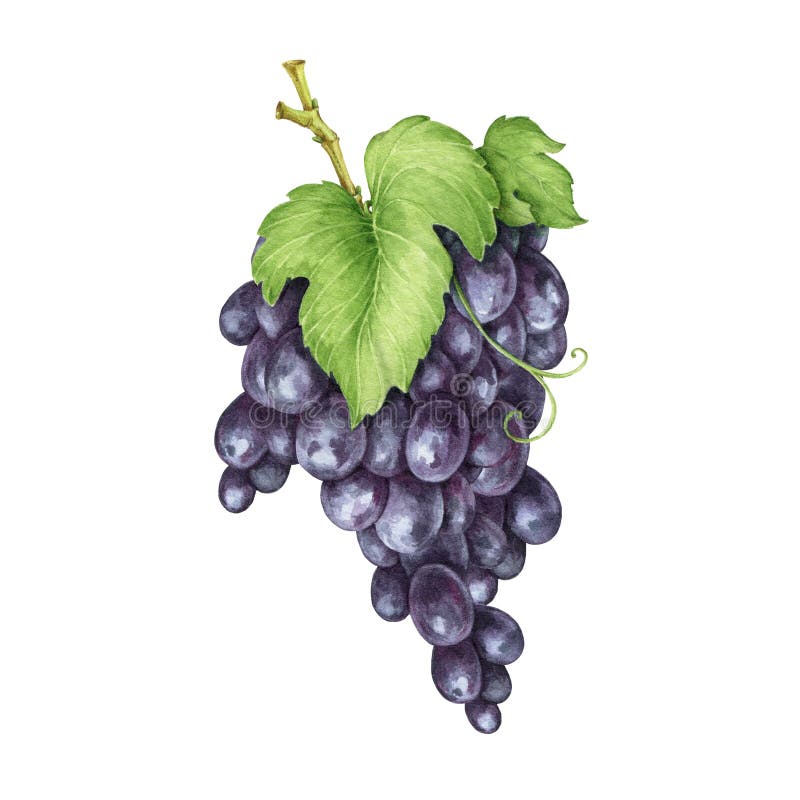Image noire d'aquarelle du groupe de raisin. Tas pourpre organique mature réaliste de vigne. Fruits juteux doux de violette délici illustration stock