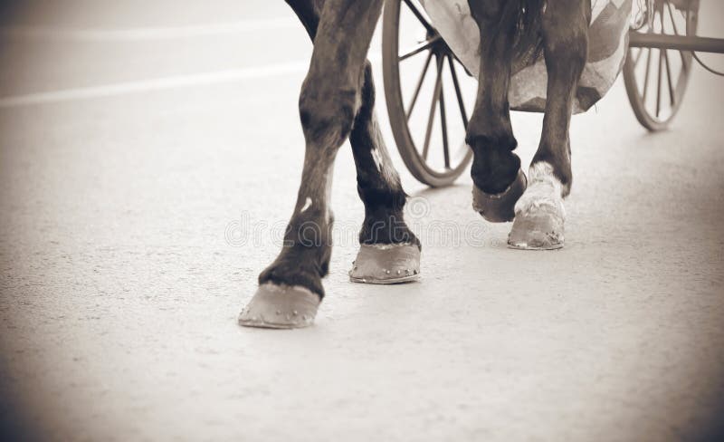 Image noire et blanche des jambes d'un cheval image stock Image noire et blanche des jambes d'un cheval image stock
