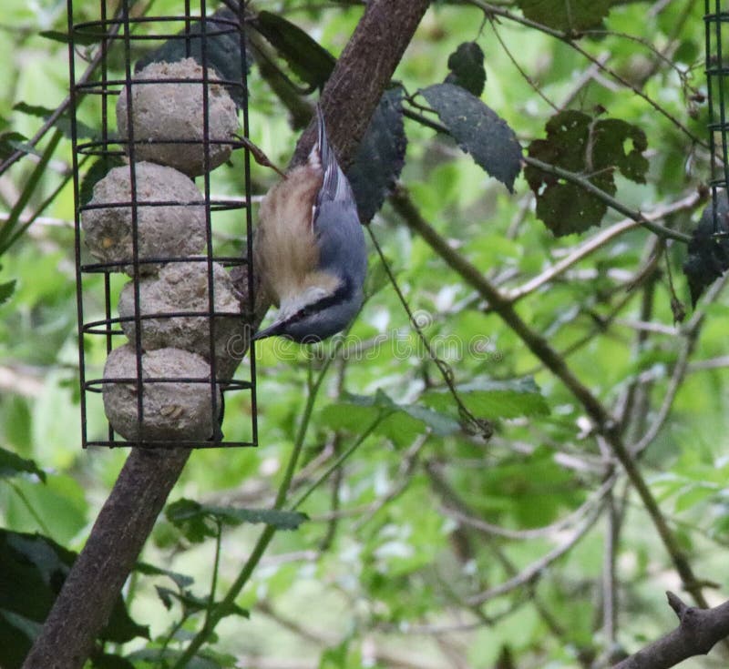Nuthatch Upside Down on Feeder Stock Image - Image of birds, sparrow