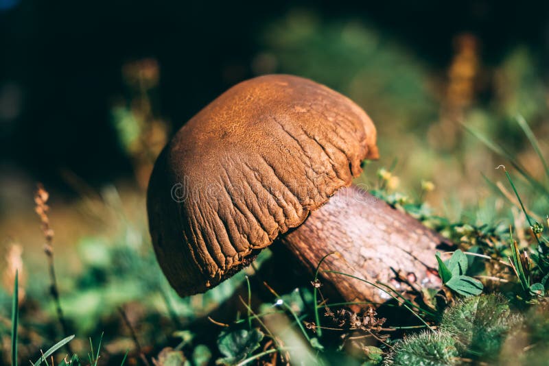 Image of old mushroom stock image. Image of background 140757063